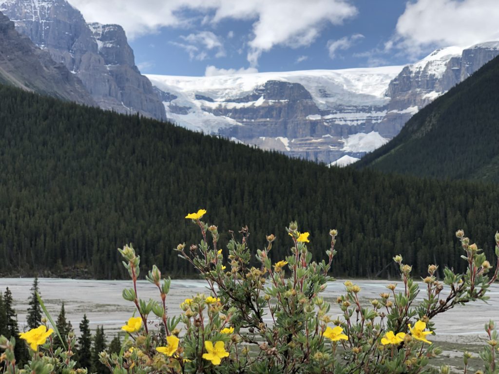 wildflowers with mountains and lake in the background